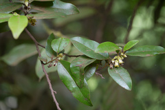 Diospyros angustifolia